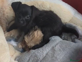 Chipoo dogs Non shed, health tested chipoos - Advert 9