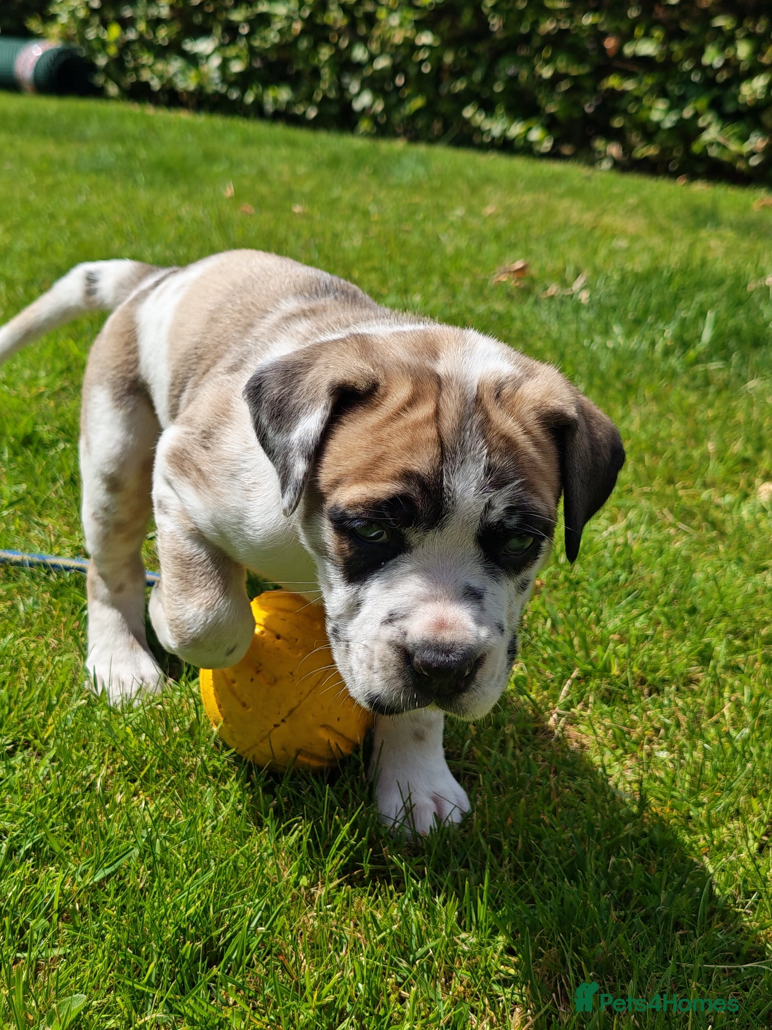 Mixed Breed dogs Cane Corso x Performance Mastiff  - Advert 1