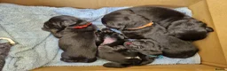 Newfoundland dogs for sale: KC Registered Black Newfoundland Puppies  in Moffat - Advert 11