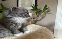 Persian cats for sale: Beautiful fluffy kittens very affectionate  - Image 7