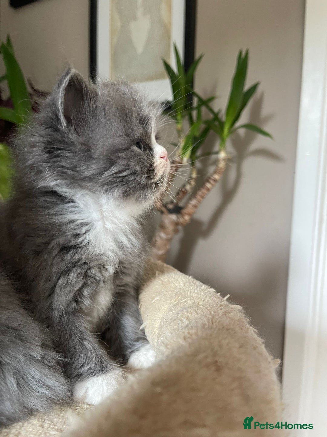 Persian cats for sale: Beautiful fluffy kittens very affectionate  - Image 7