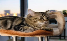 Persian cats for sale: Emerald the Royal Persian Cat 🐈  - Image 3