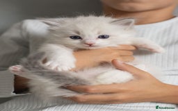 Ragdoll cats for sale: Best Ragdoll Bicolour and Lynx kittens in UK - Image 22