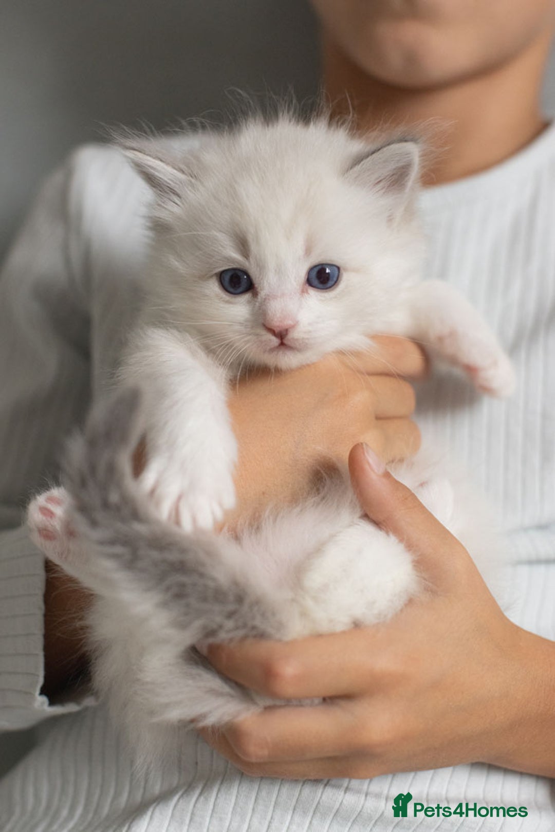 Ragdoll cats for sale: Best Ragdoll Bicolour and Lynx kittens in UK - Image 22