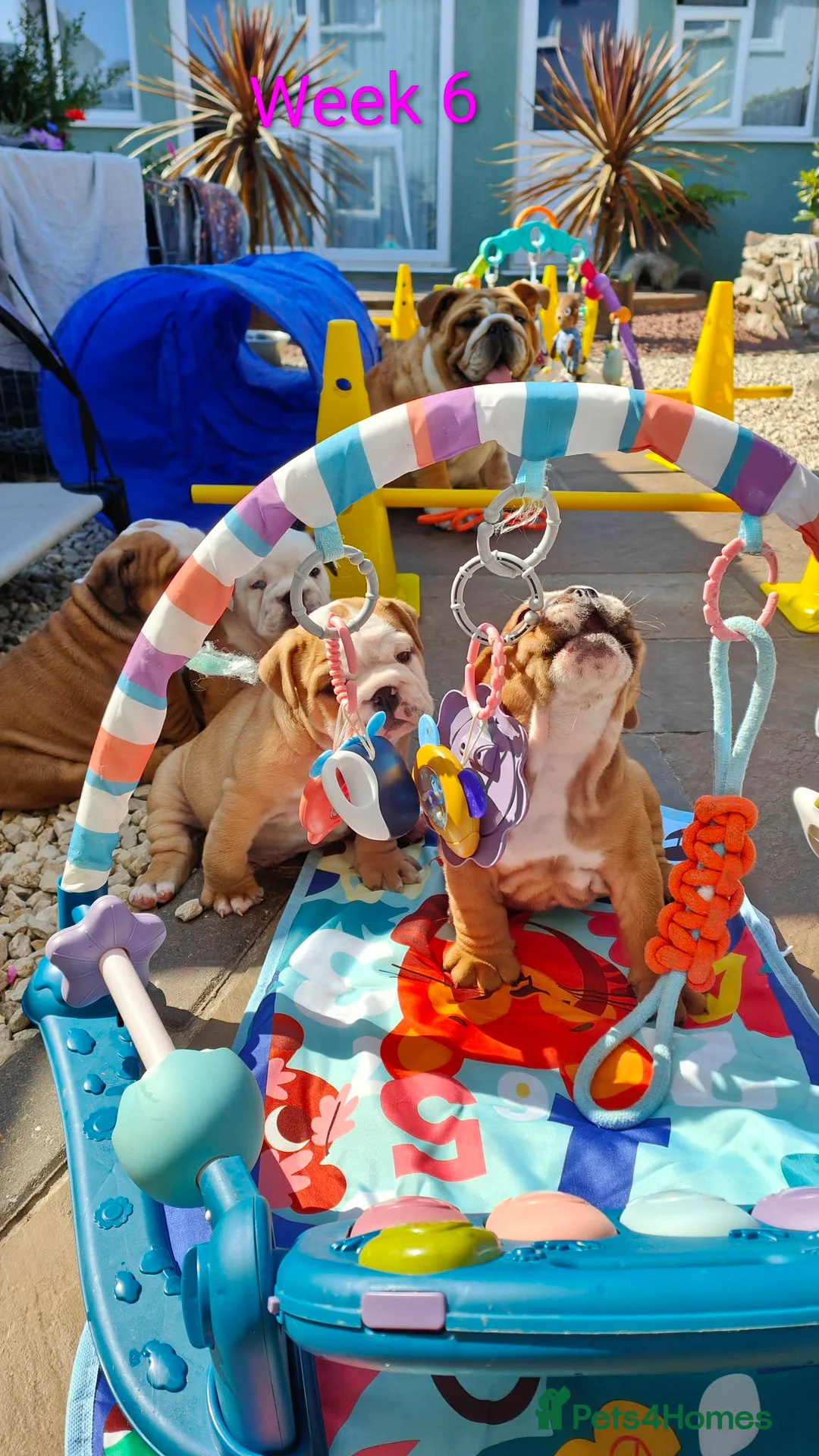 English Bulldog dogs for sale: KC Reg.English Bulldog puppies - Advert 1
