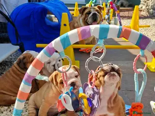English Bulldog dogs KC Reg.English Bulldog puppies - Advert 1