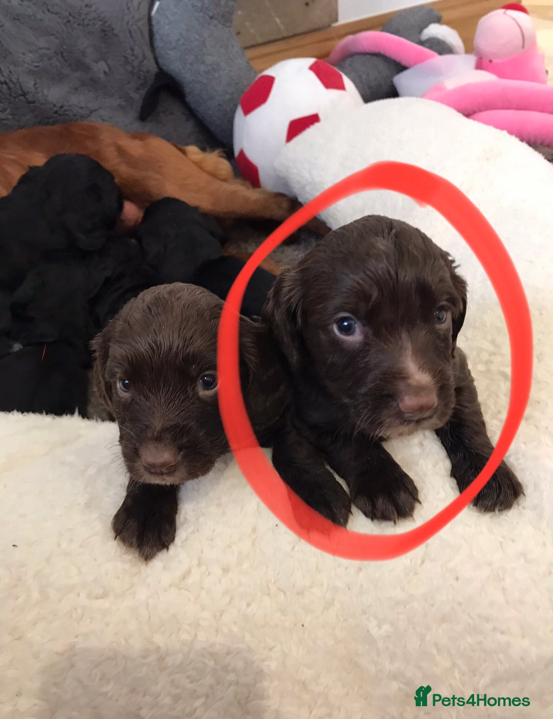 Cocker Spaniel dogs for sale: Cocker spaniel worker puppies  - Image 11