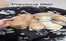 Maltipoo dogs for sale: Expecting F1 small Maltipoo puppies - Image 11