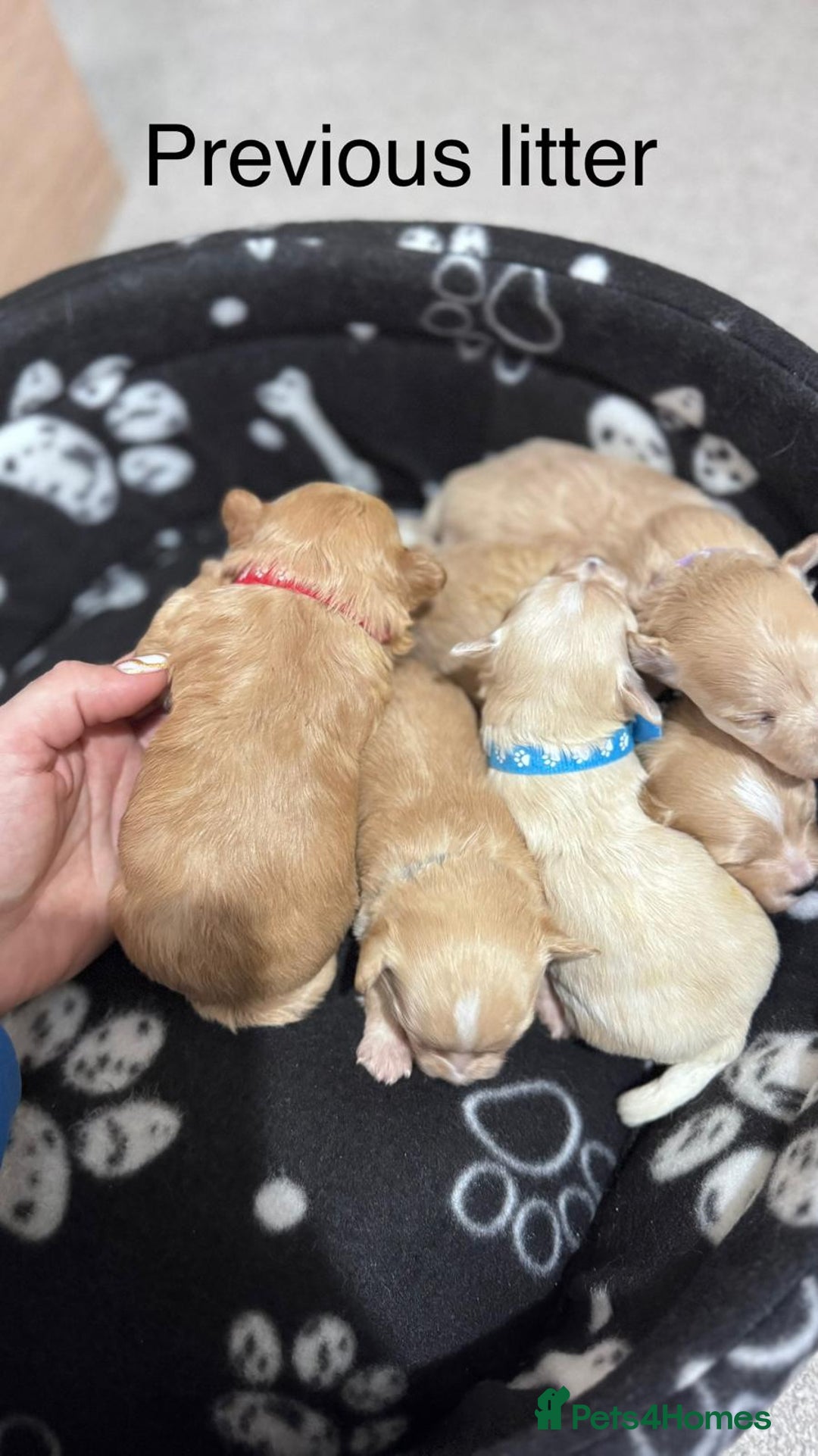 Maltipoo dogs for sale: Expecting F1 small Maltipoo puppies - Image 11