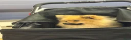 Pomeranian dogs for sale: Pomeranian - Advert 4