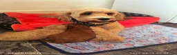 Cavapoo dogs for sale: F1B Cavapoo lovely puppy  - Advert 1