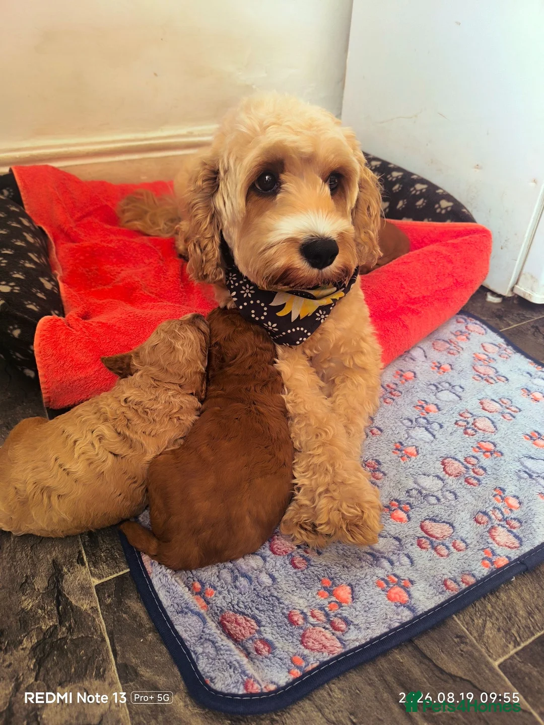 Cavapoo dogs for sale: F1B Cavapoo lovely puppy  - Advert 1