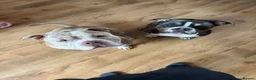 American Bully dogs for sale: Incoming Pocket Bully Puppies! 🐾 - Advert 4