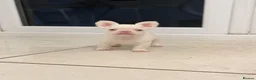 French Bulldog dogs for sale: Male micro pink fluffy frenchie - Advert 6