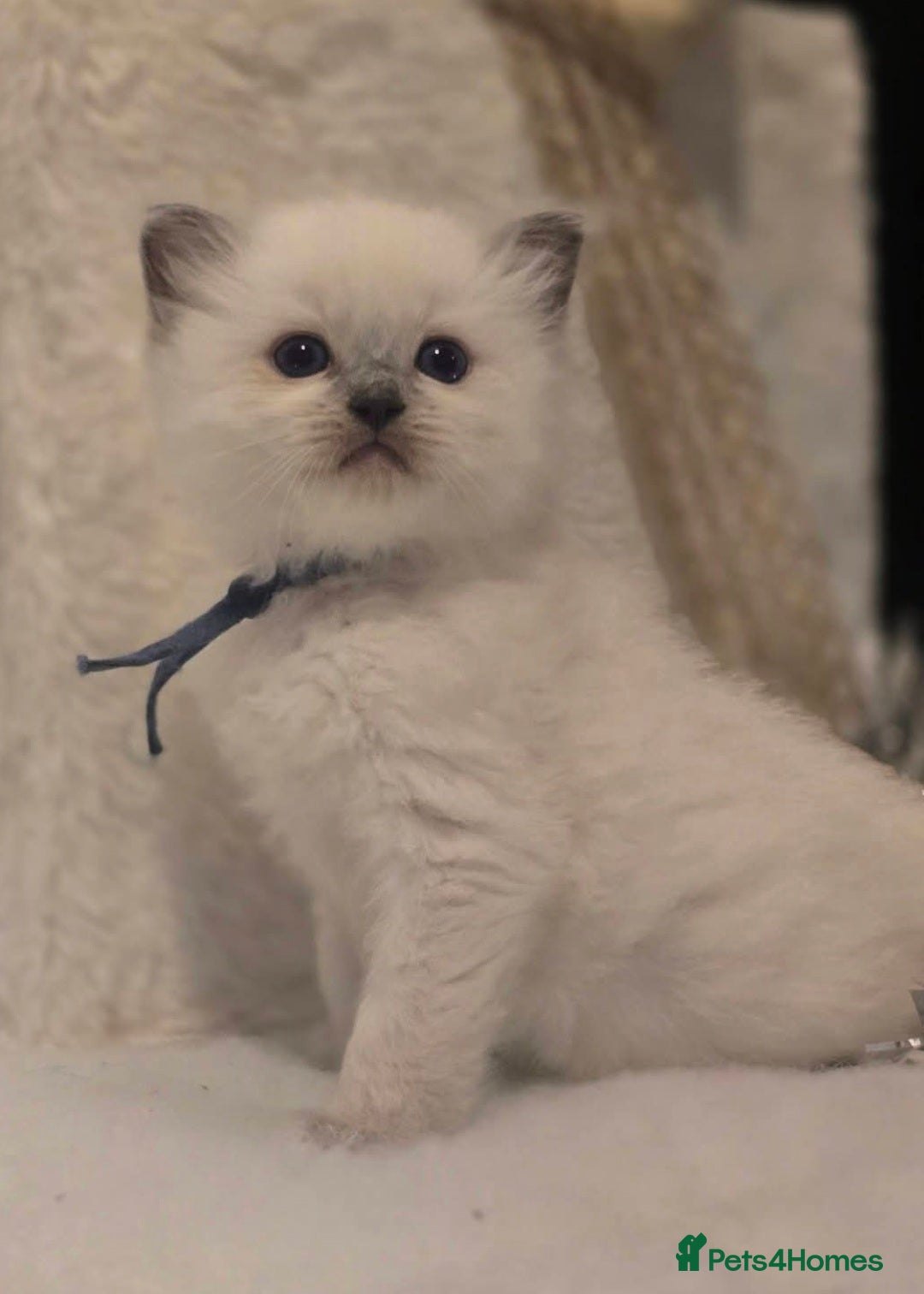 Ragdoll cats for sale: Precious GOOF Registered Ragdoll Kittens - 2 Boys - Advert 4