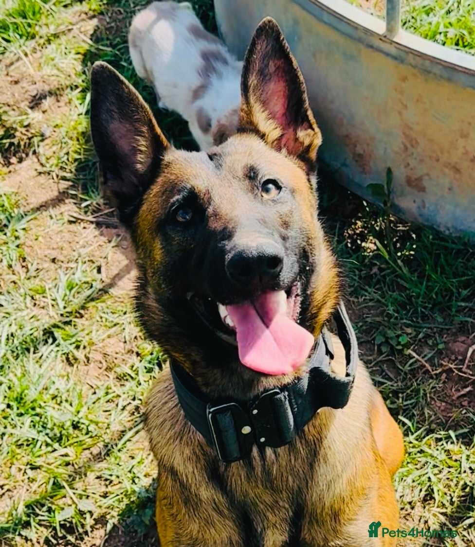 Belgian Shepherd Dog dogs Top Class Belgian Malinois Bitch  - Advert 2