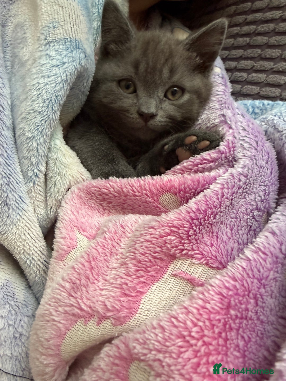 British Shorthair cats for sale: Beautiful Female Kittens Half British Shorthair - Advert 6