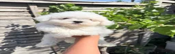 Bichon Frise dogs for sale: 🐶 Gorgeous Pedigree Bichon Frise ready to leave  - Advert 7