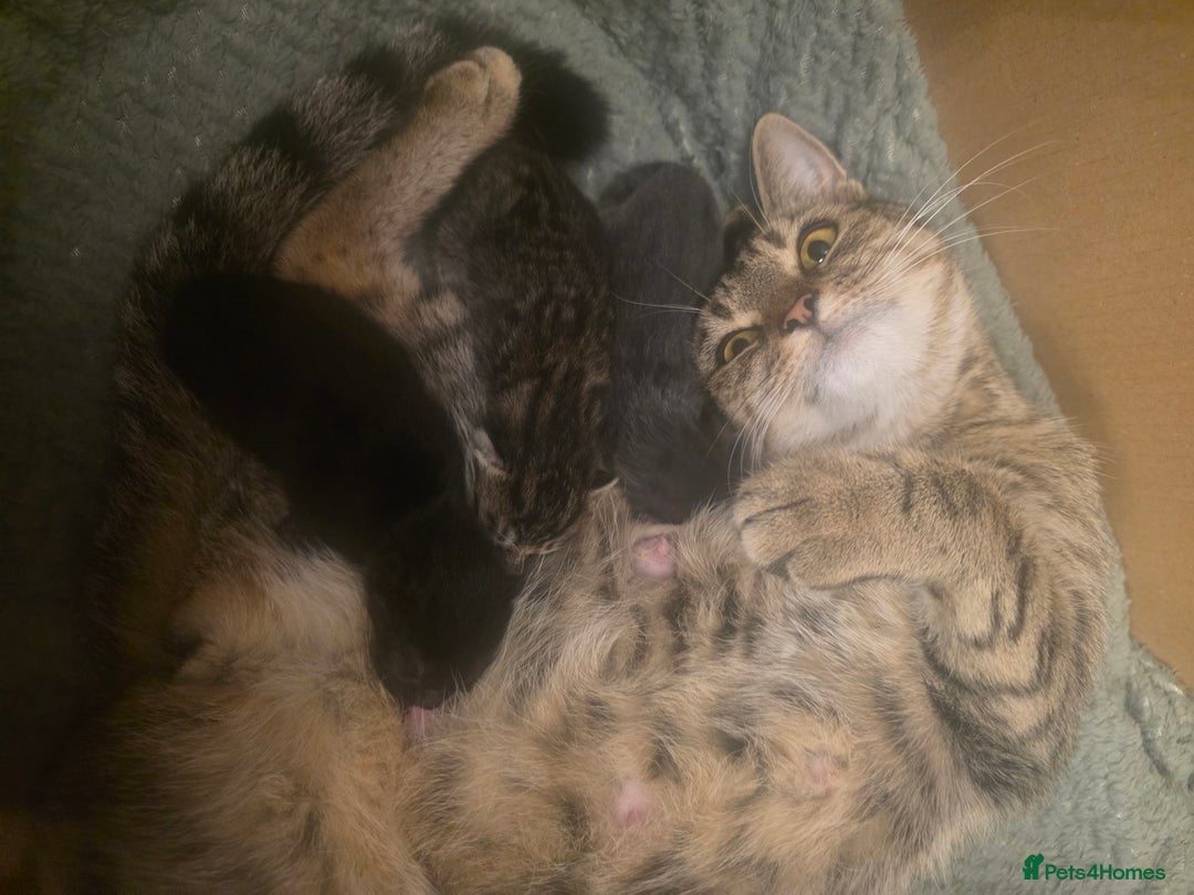 Mixed Breed cats for sale: Half Maine coon kittens - Advert 6