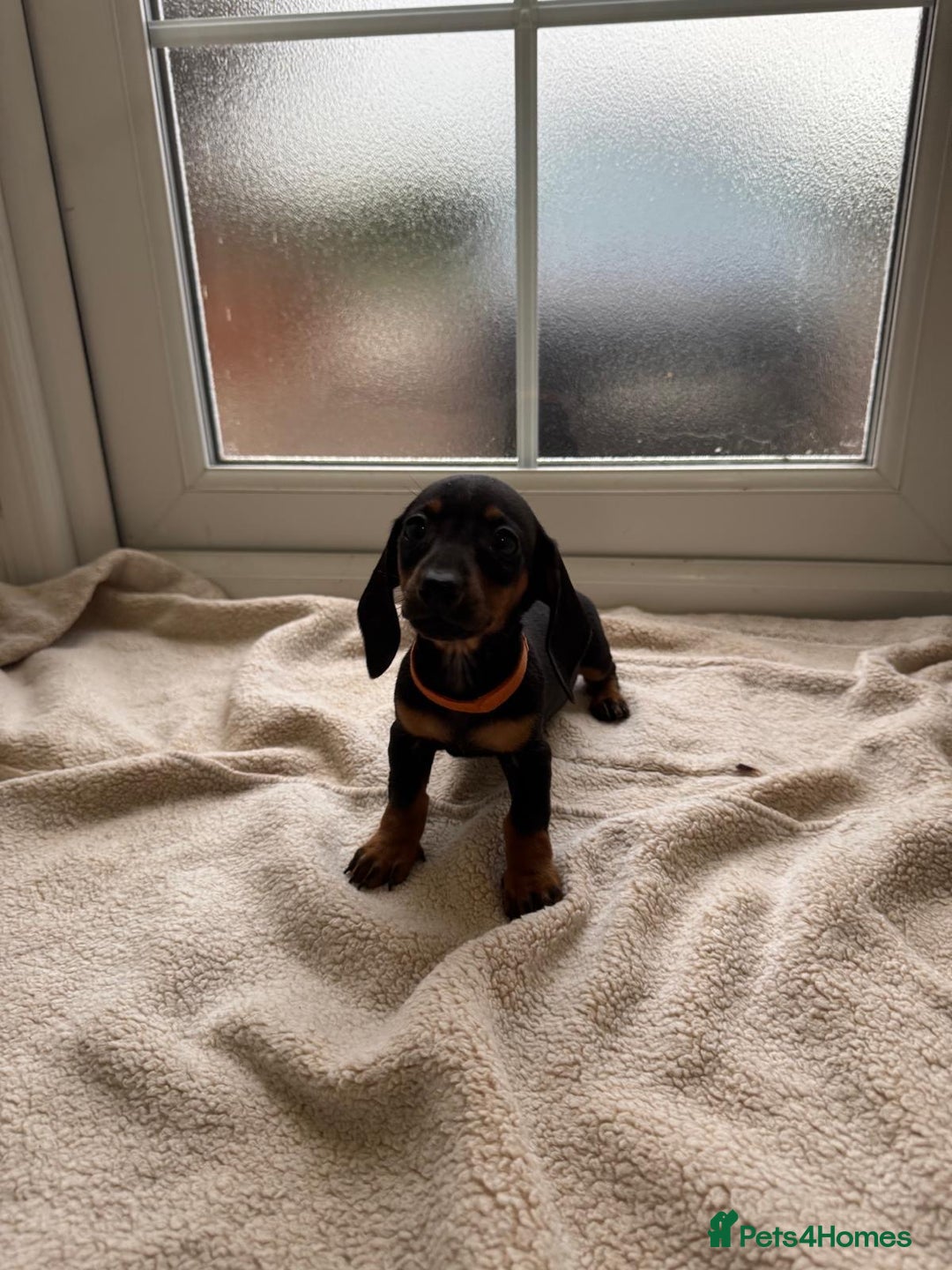 Dachshund dogs for sale: 1 girl available KC miniature dachshund puppies - Advert 14