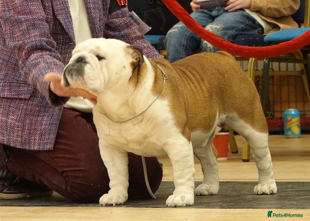 English Bulldog dogs for sale: 4 KC English Bulldog Puppies  - Image 33