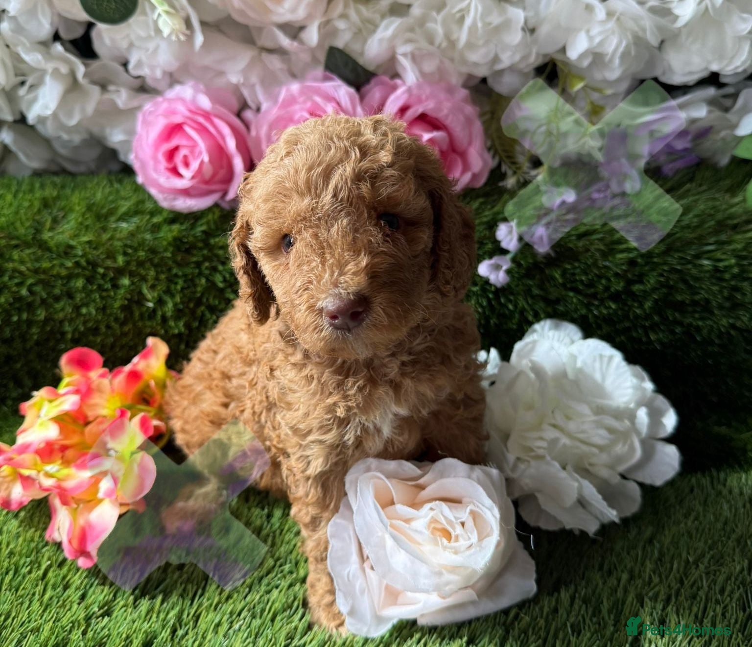 Miniature Poodle dogs KC miniature poodles BOYS 17 dna health tested  - Advert 1
