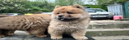 Chow Chow dogs for sale: Chow chow  - Advert 21