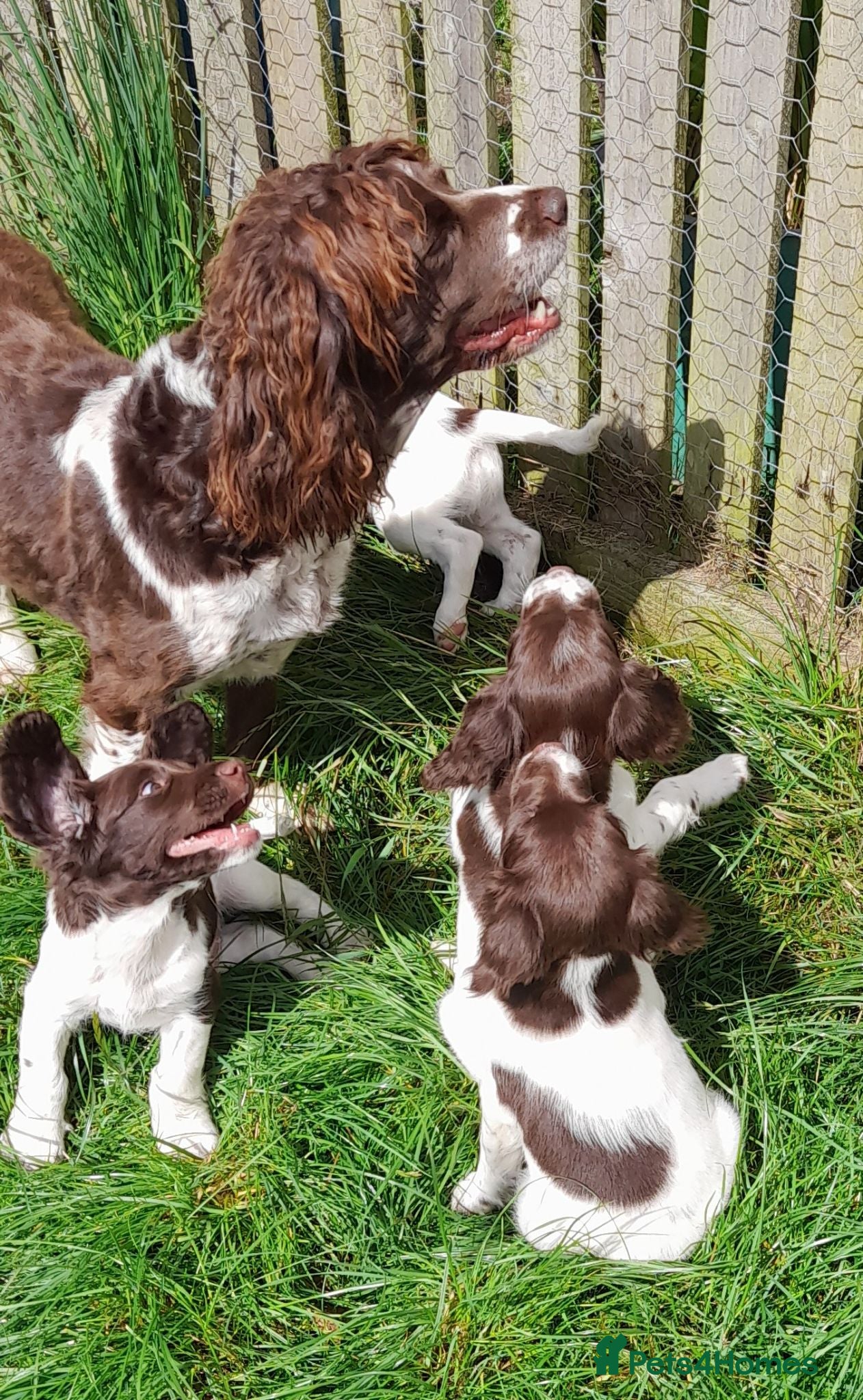 English Springer Spaniel dogs Gorgeous English Springer Spaniels Puppies - Advert 1