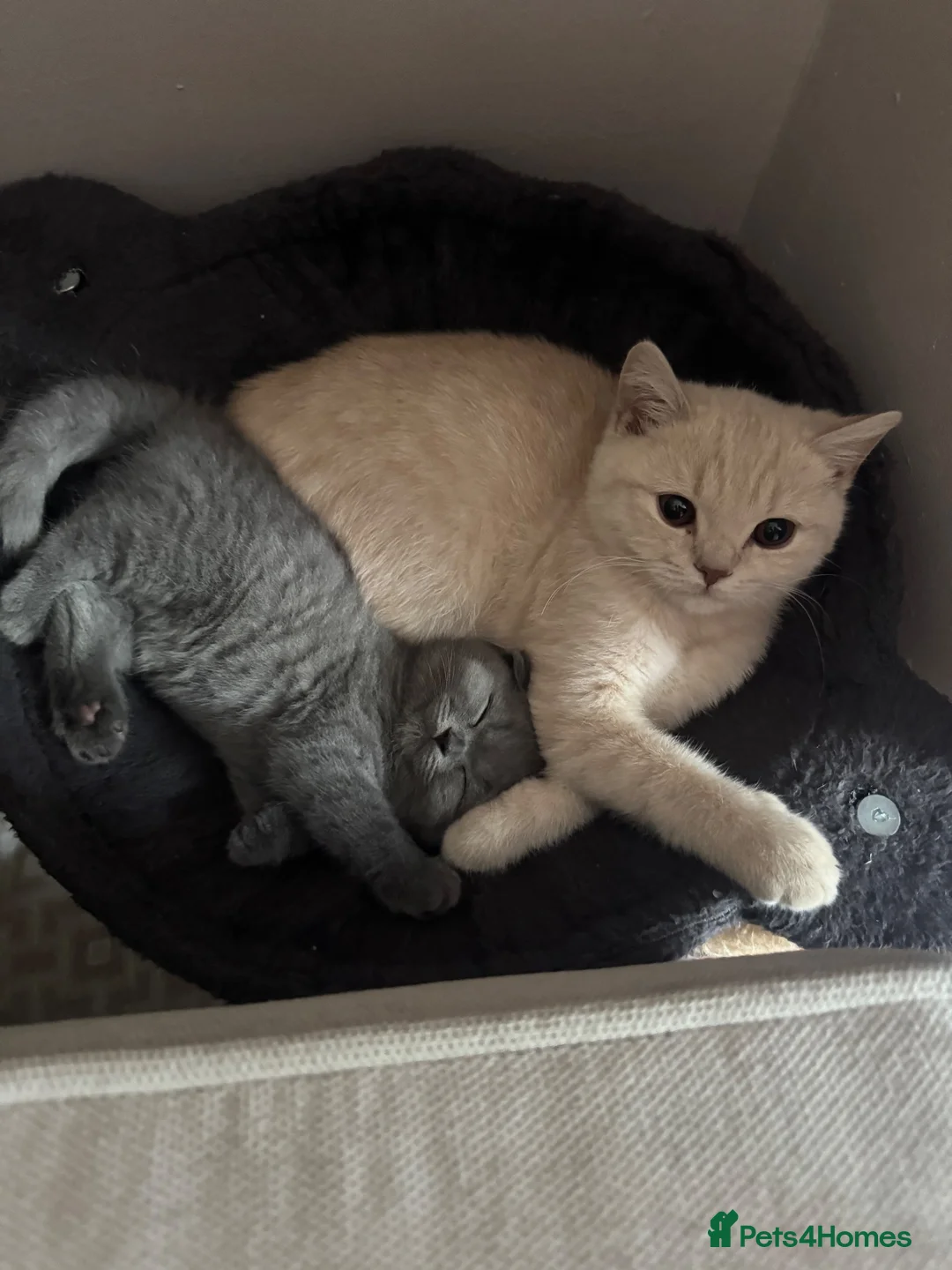 British Shorthair cats for sale: British Shorthair - cream  - Advert 7
