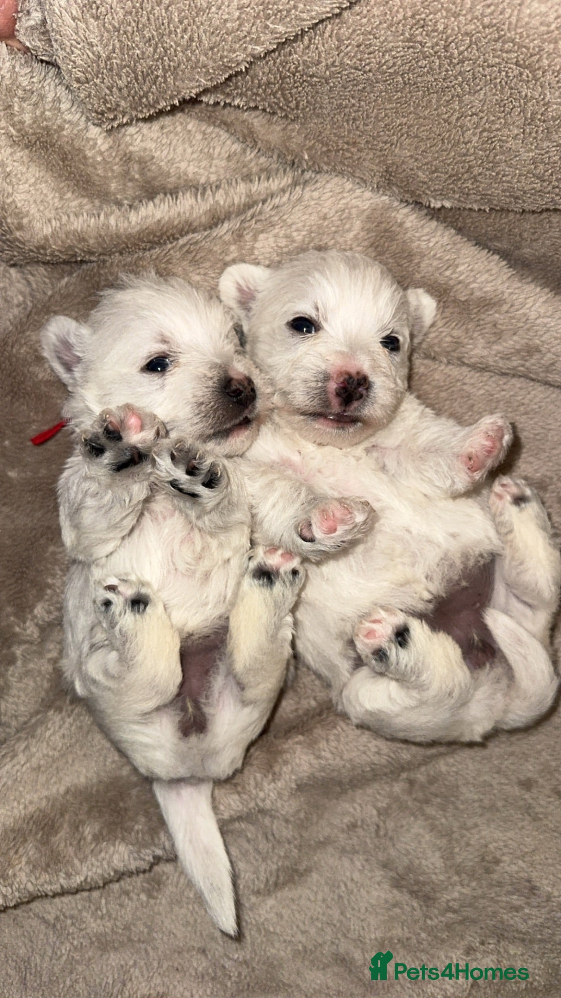 West Highland Terrier dogs West highland terrier pups  - Advert 1