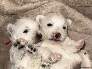 West Highland Terrier dogs West highland terrier.. Ready 18th sept! - Advert 13