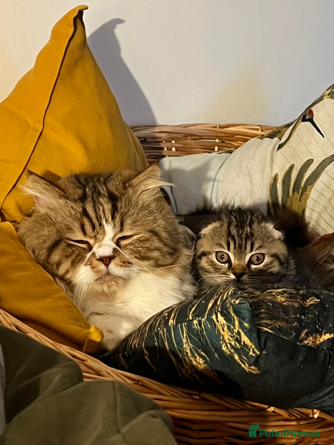 Scottish Fold cats for sale: Adorable Scottish Fold Baby Boy - Advert 6