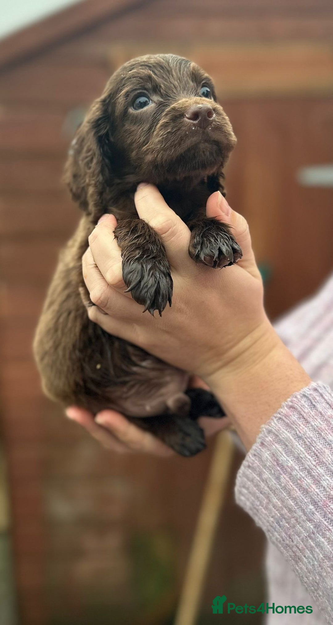 Sprocker dogs for sale: Sprocker spaniel puppies - Advert 9