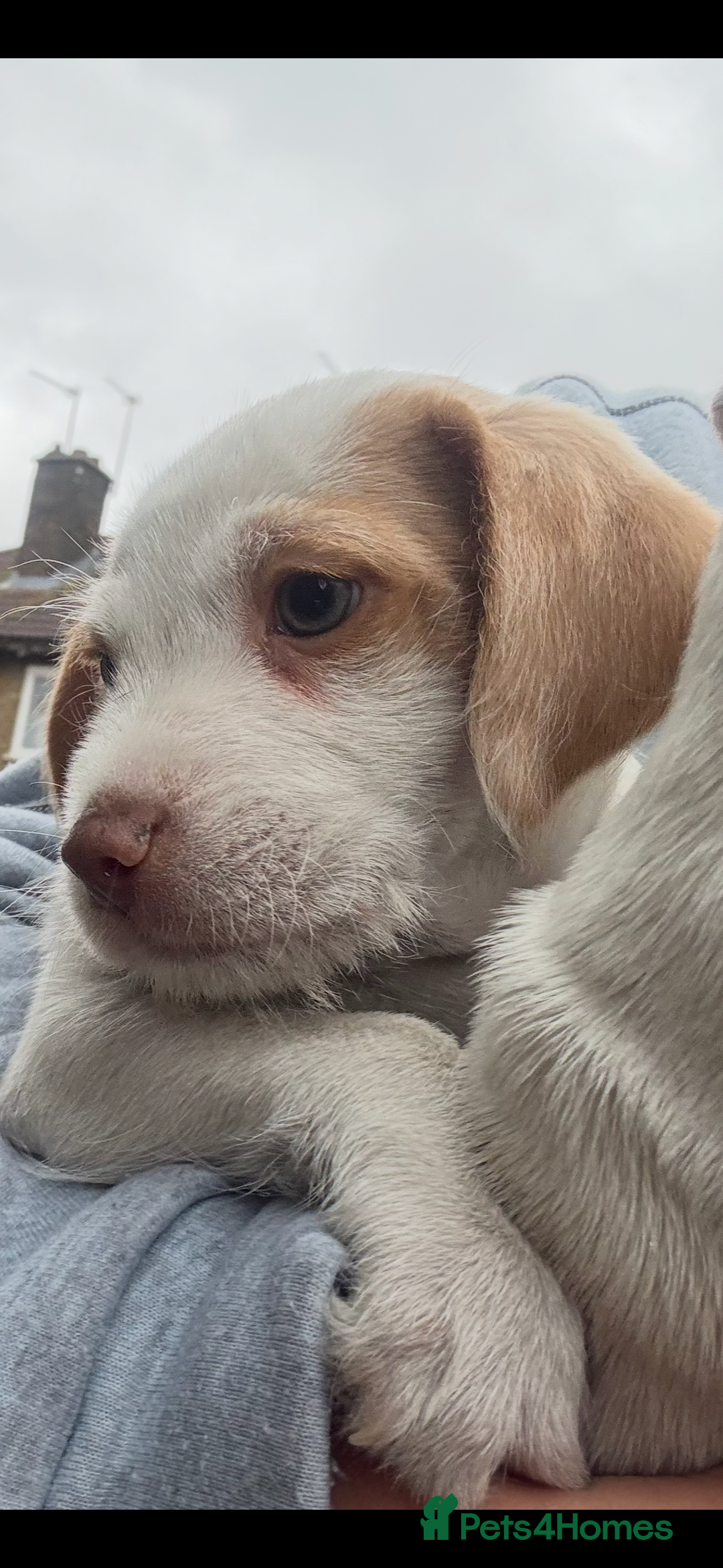 Jack Russell dogs for sale: Jack Russell puppy’s  - Advert 3