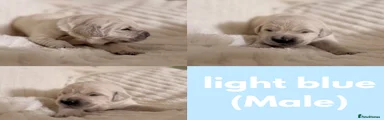 Light blue male