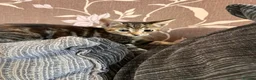 Mixed Breed cats for sale: Kittens  - Advert 3