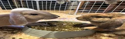 Mini Lop rabbits for sale: Beautiful Mini Lop Bunnies  - Advert 14