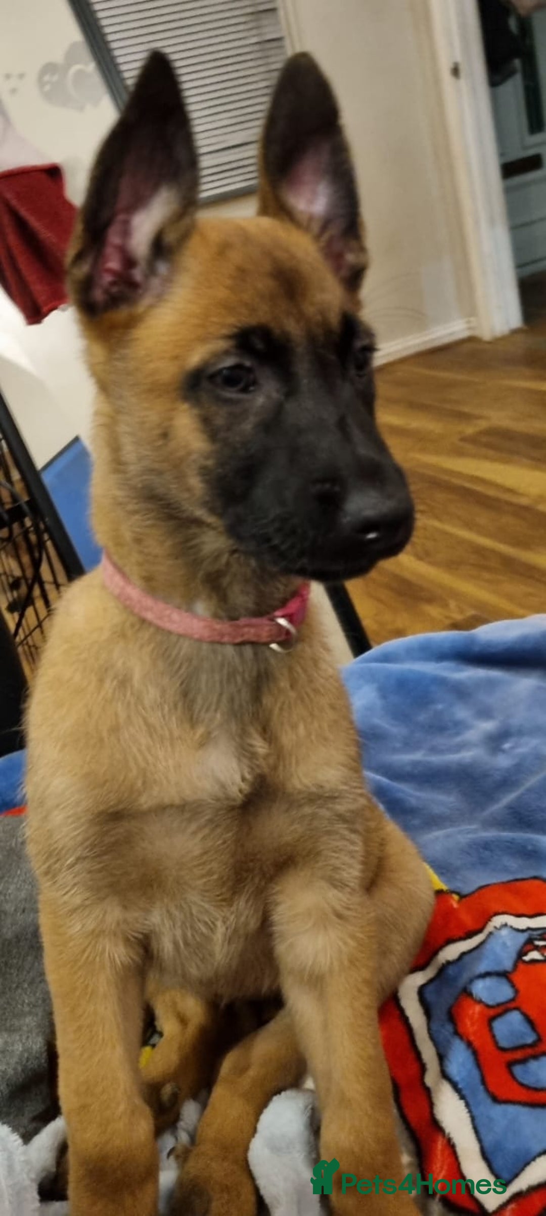 Belgian Shepherd Dog dogs for sale: Stunning Belgian Malinois Puppies - Advert 10