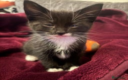 Mixed Breed cats for sale: 6 loving kittens looking for a new home. - Image 8