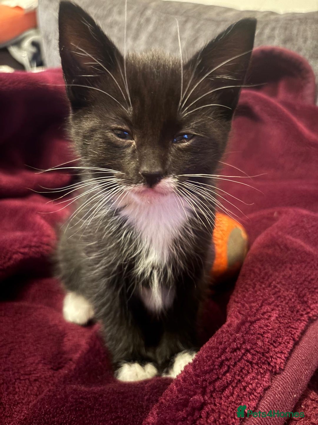 Mixed Breed cats for sale: 6 loving kittens looking for a new home. - Image 8