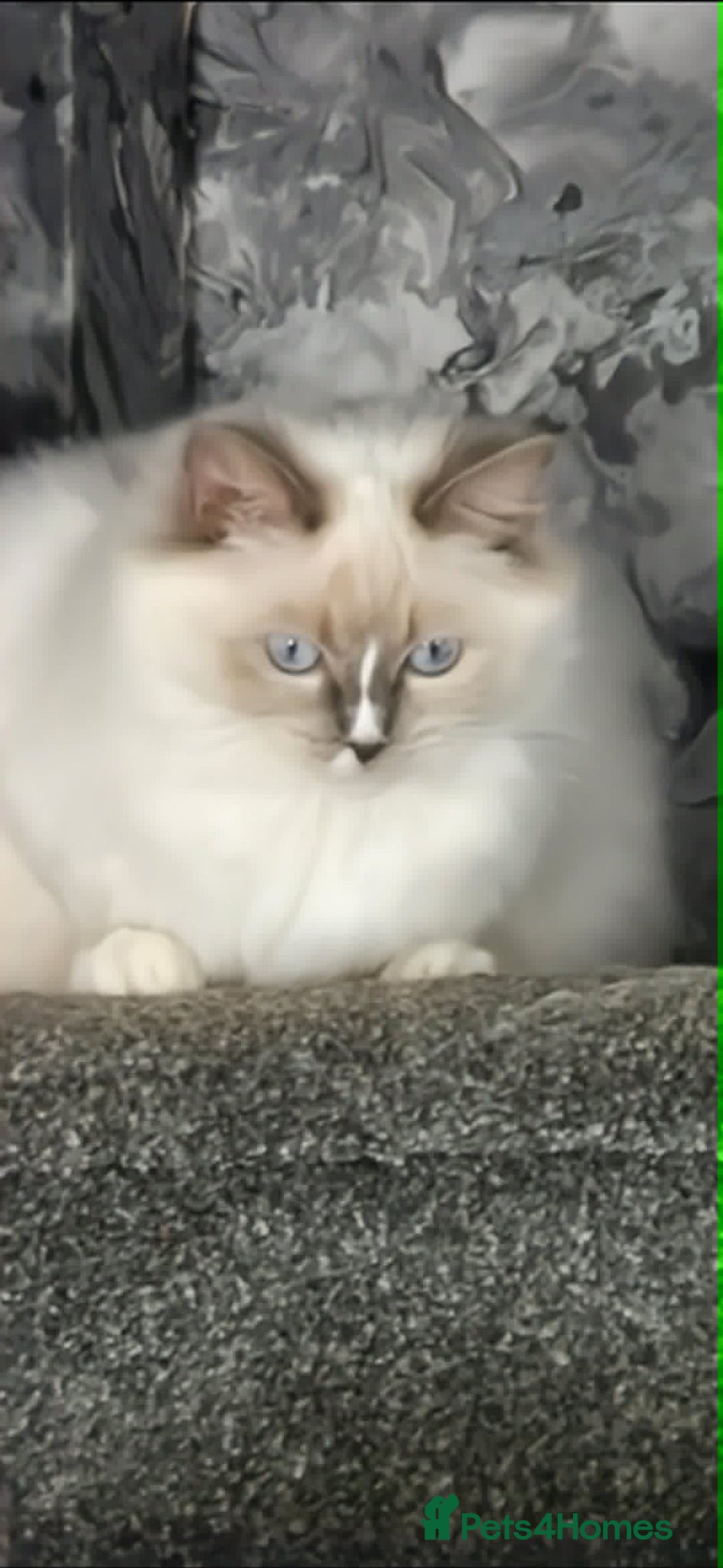 Ragdoll cats REDUCED !!Stunning Pedigree Bi coloured Ragdolls  - Advert 6