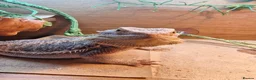 Bearded Dragon reptiles for sale: 5 year old lovely female Bearded Dragon + housing - Advert 4