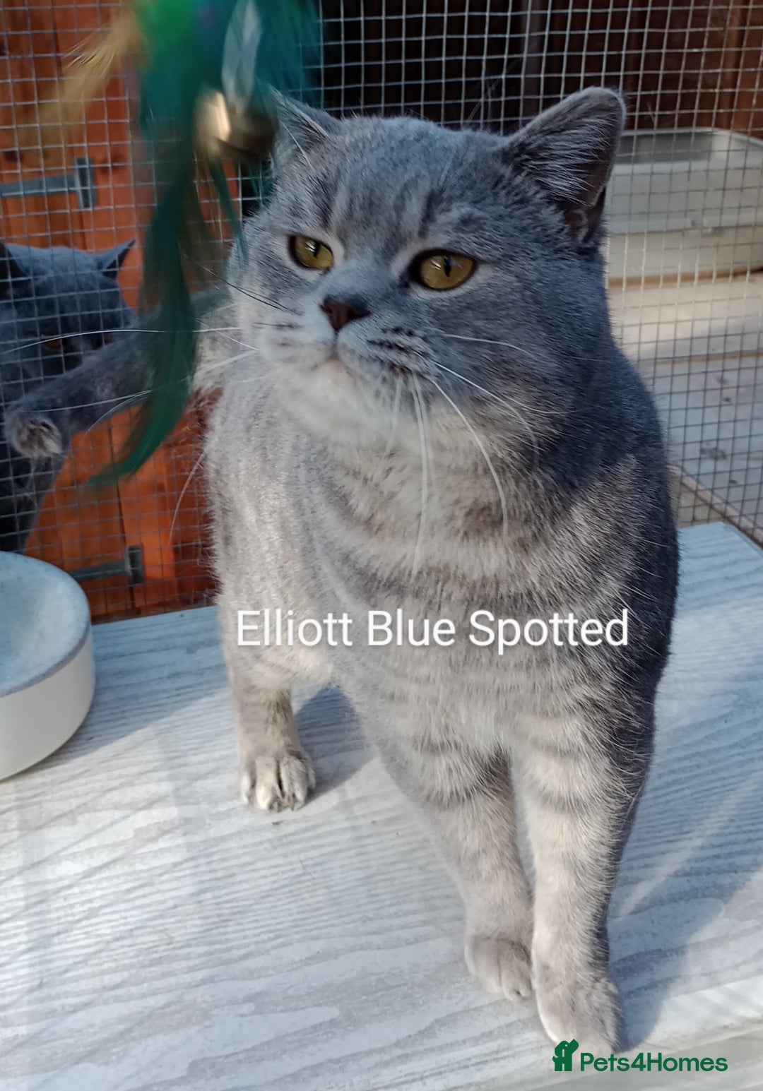 British Shorthair cats for stud: Gccf Active Lilac Stud Blood B NO LH in Manchester - Image 14