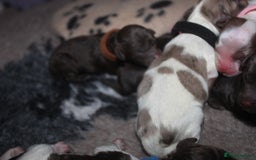 Cockapoo dogs for sale: Waiting list health tested American cockerpoos - Image 17