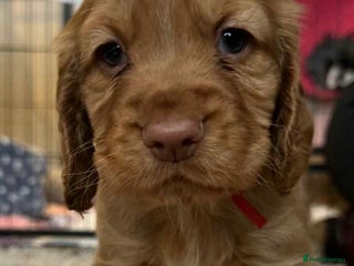 Cocker Spaniel dogs - Advert 25