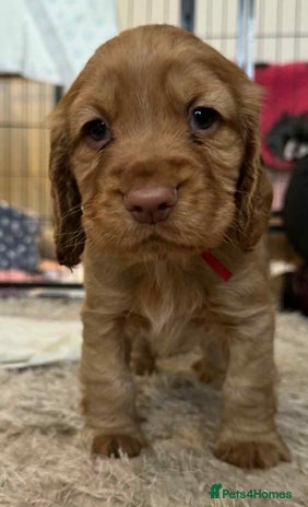 Cocker Spaniel dogs - Advert 4