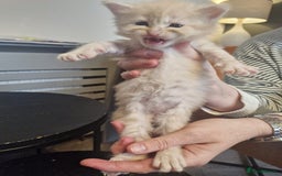 Maine Coon cats for sale: Stunning Maine Coon Kittens  - Image 7