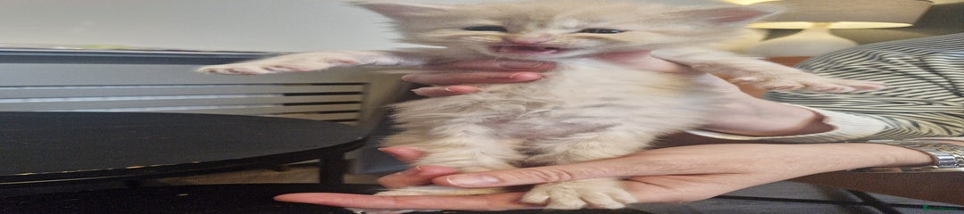 Maine Coon Kitten 5