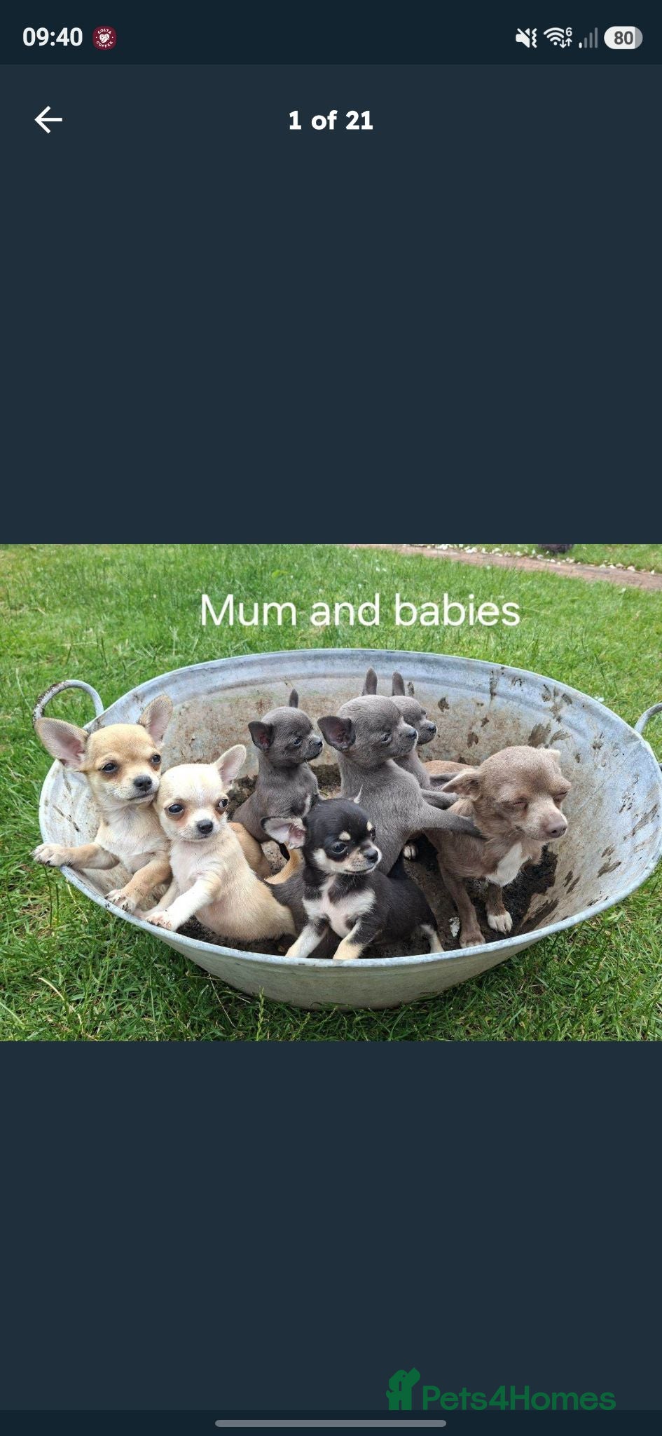Chihuahua dogs  Beautiful tricoloured puppy - Advert 7