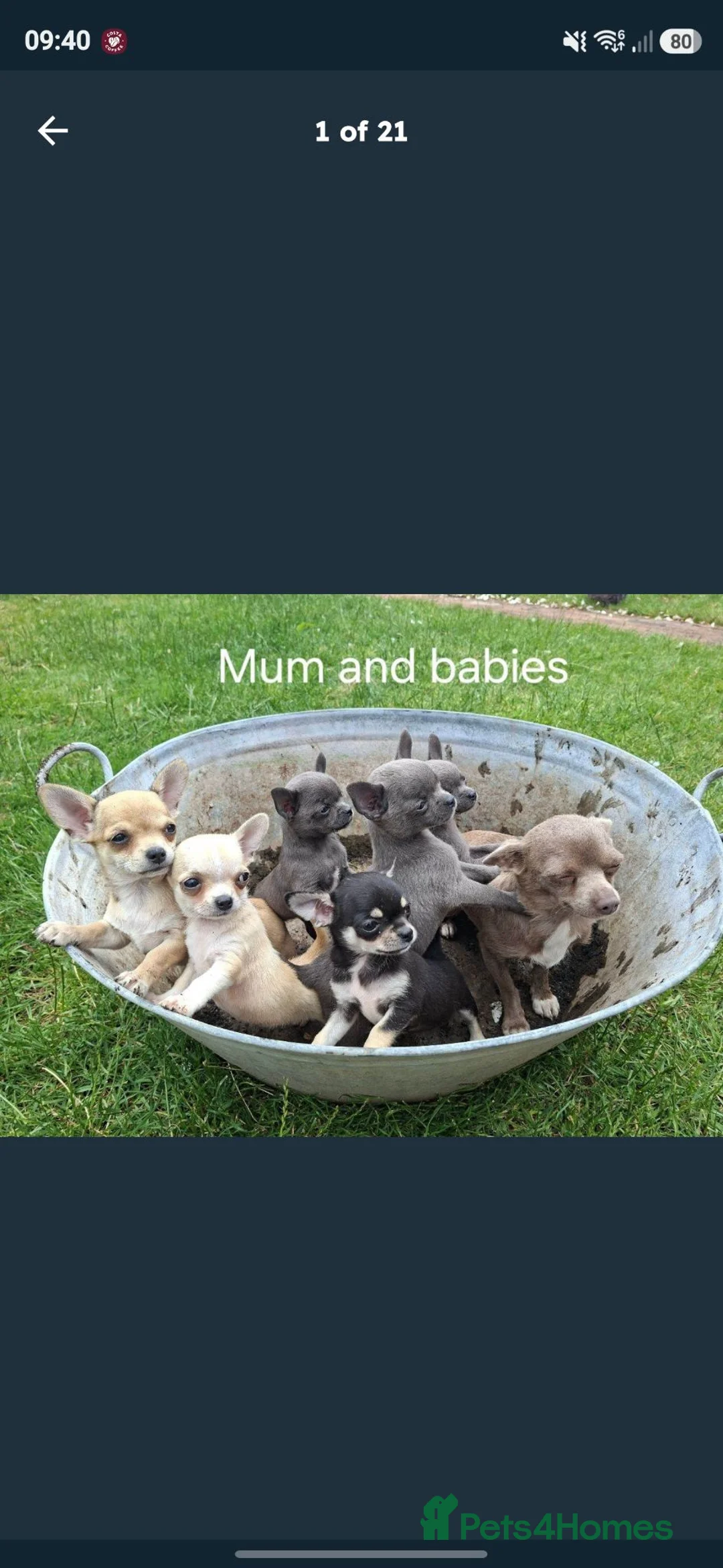 Chihuahua dogs for sale:  Beautiful tricoloured puppy in Bridgend - Advert 1